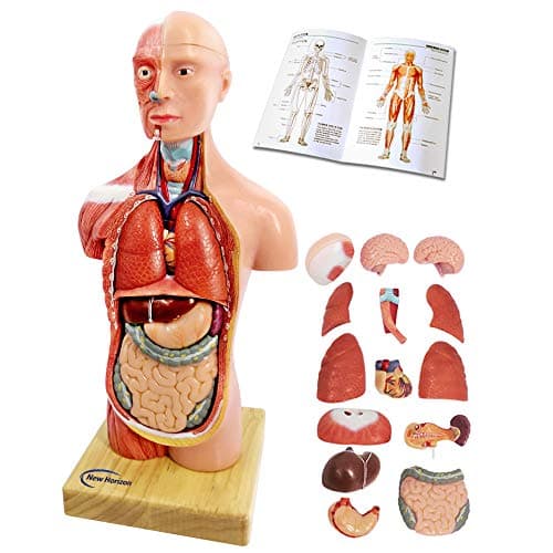 2025 New Human Body Model for Kids - 11 Inch 15 Pcs Removable 3D Human Torso Anatomy With Heart Brain Skeleton Head for Medical Student Learning, Education Display, Wooden Base, Ages 4+