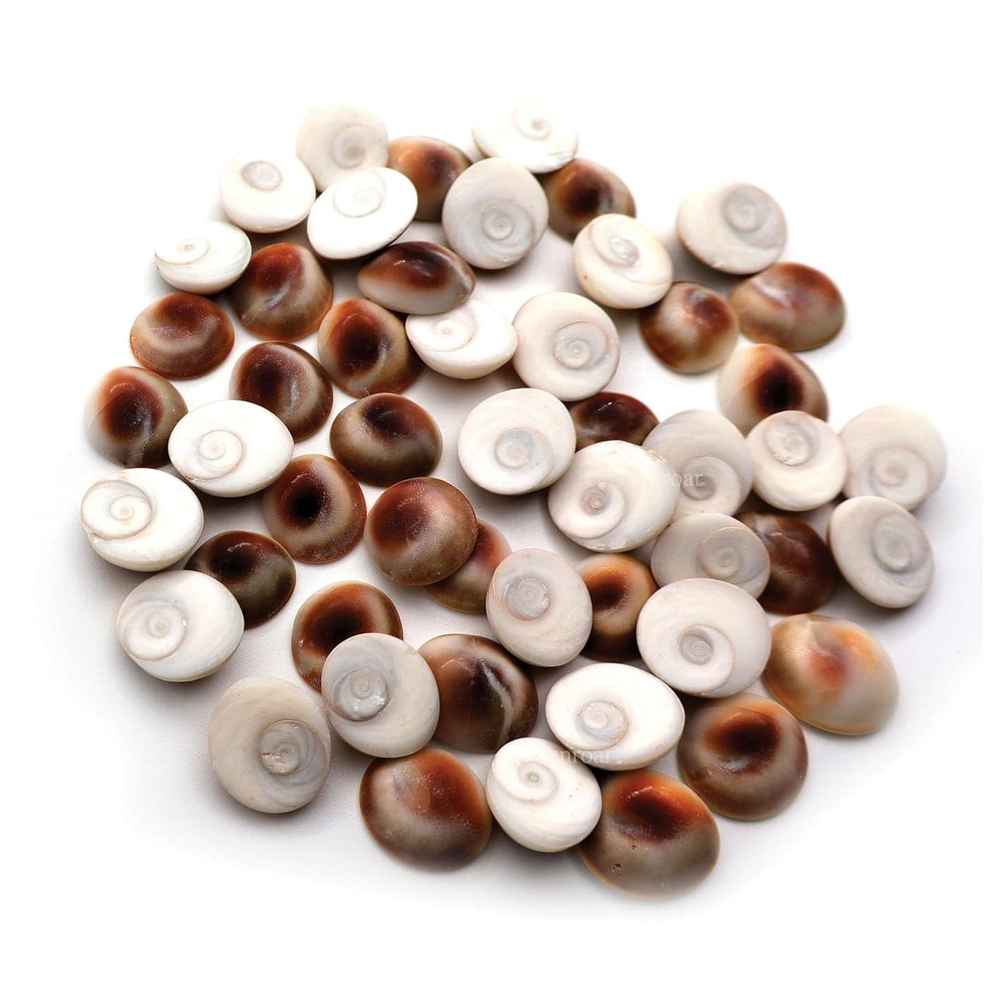 Gomati Chakra Natural River Stones 31 Pieces Gomathi River Dwarka Gomati Chakra 31pcs