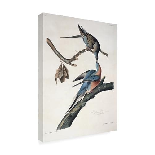 Trademark Fine Art Passenger Pigeon Artwork by John James Audubon, 18 by 24-Inch
