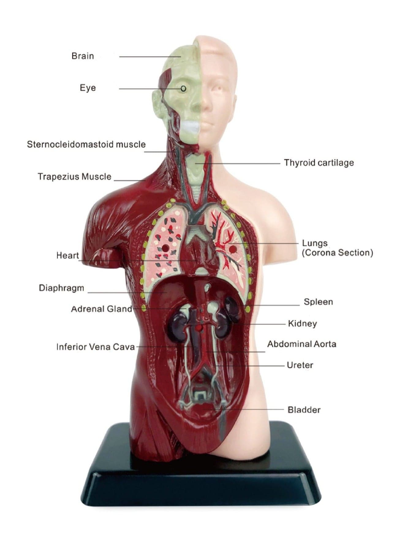Simulation Half-Body Anatomical Model, Children'S Human Body Assembly Model, Torso Model With Detachable Parts, Preschool And School Medical Education Science Set