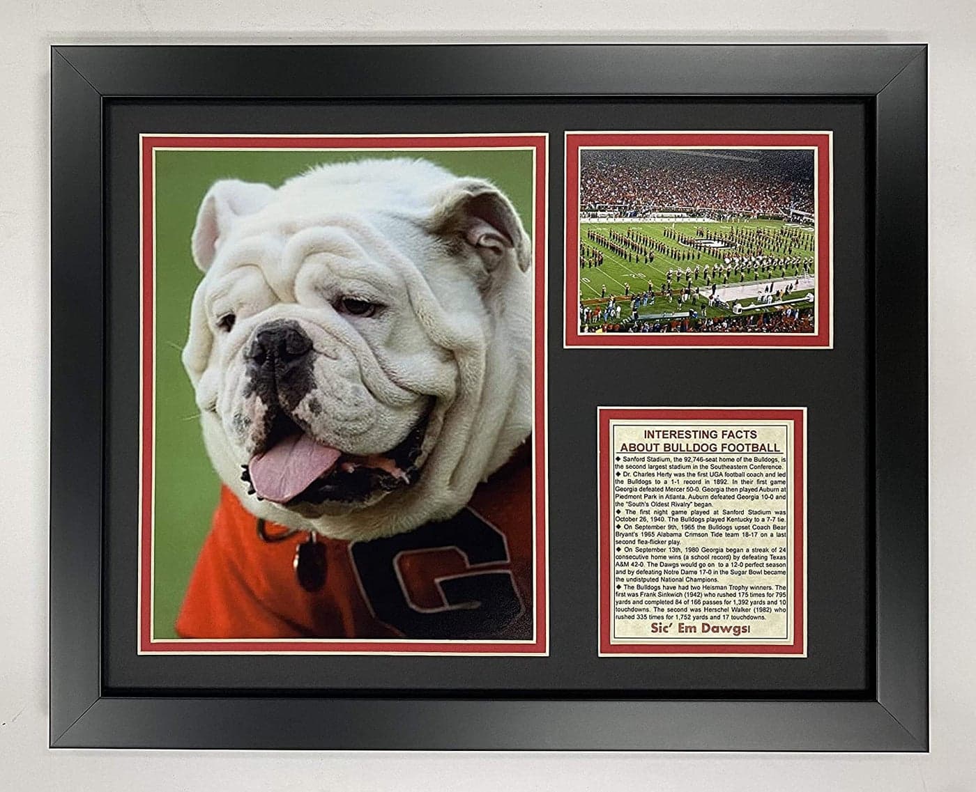 Legends Never Die UGA The Bulldog- Georgia Bulldogs Football Mascot Collectible | Framed Photo Collage Wall Art Decor, white, 11 x 14-Inch