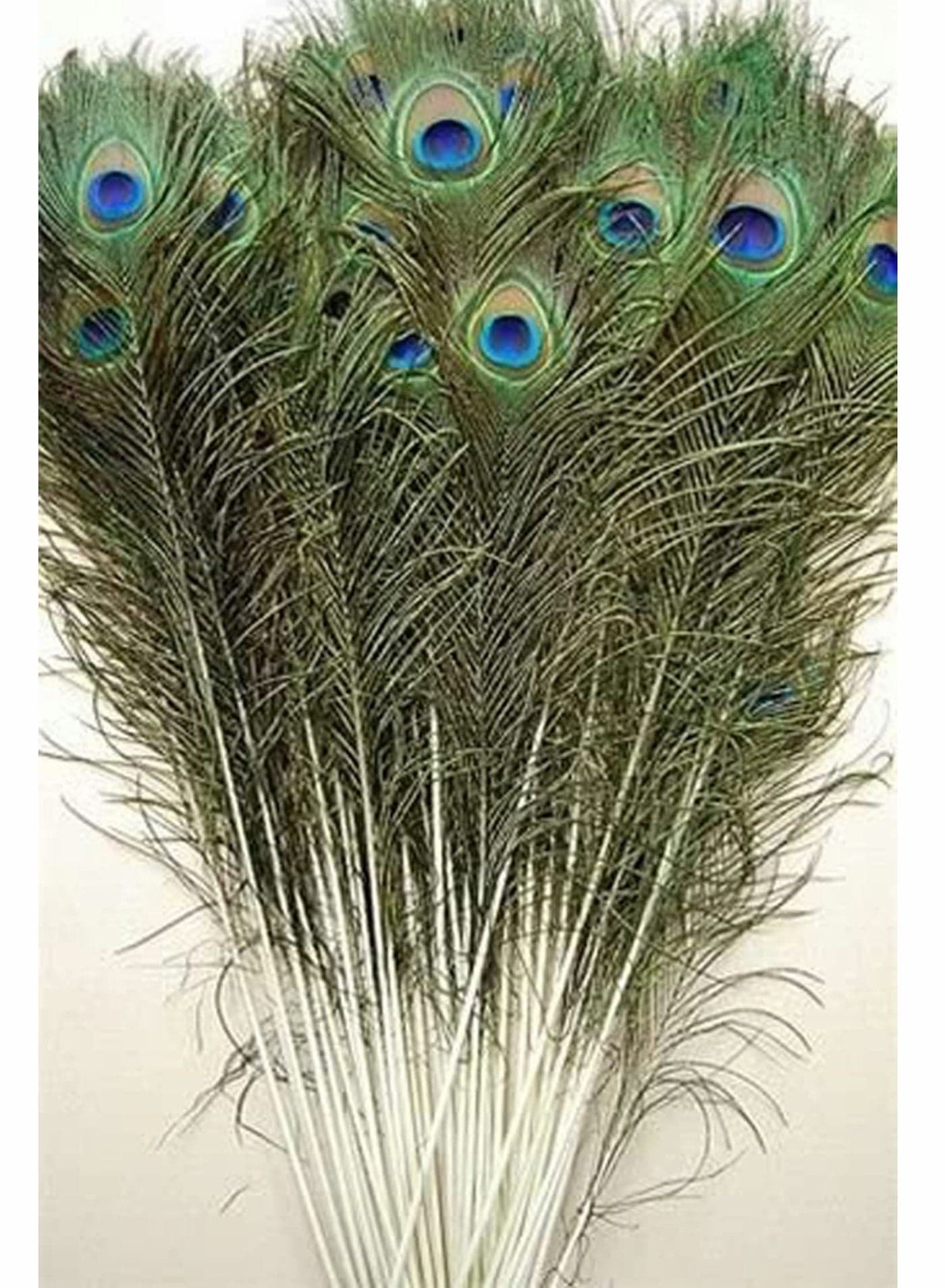 Natural Peacock Feathers, 10 to 12-Inch Eyed Tail DIY Craft Decoration for Weddings, Costumes – Set of 30 Feathers