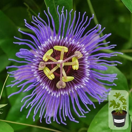 Indian Gardens - Passion Flower Creeper Plant/Pentalinon Luteum Vine Flowers live plant | Indoor & Outdoor Plant with 4 inch Pot