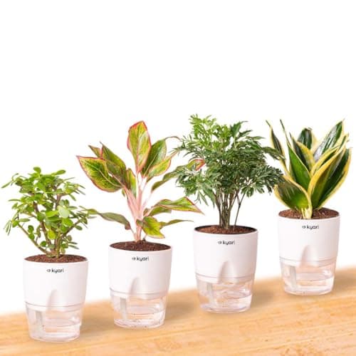 Kyari Aglaonema Lipstick Live Indoor Plant with Green Self Watering Pot - Mylo 3.5 Inch