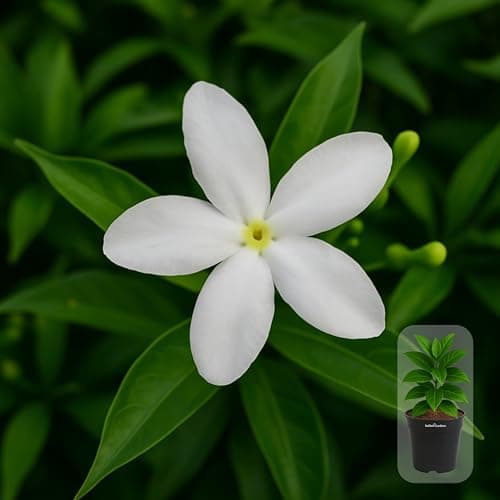 Indian gardens - Nanthiyavattai | Nerium Jasmine | Crape jasmine | Pinwheel Flower | Outdoor Live plants (Mini, 6 Inch White)