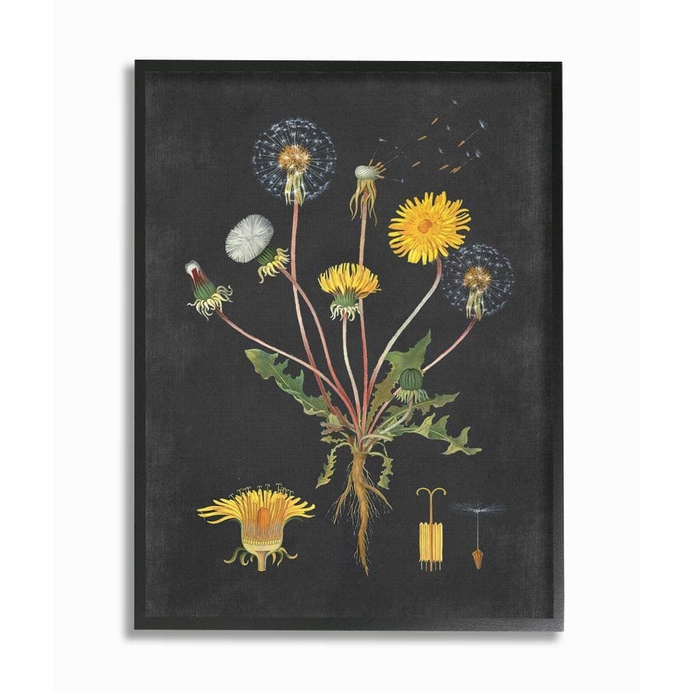 Stupell Industries Botanical Drawing Dandelion Design by Artist Lettered and Lined Wall Art 11 x 14 Black Framed