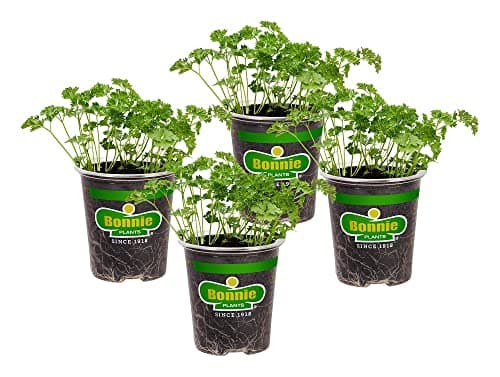 Bonnie Plants Curled Parsley Live Herb Plants - 4 Pack, Biennial, Non-GMO, Garnish, Seasoning, Salads, Palate Cleanser