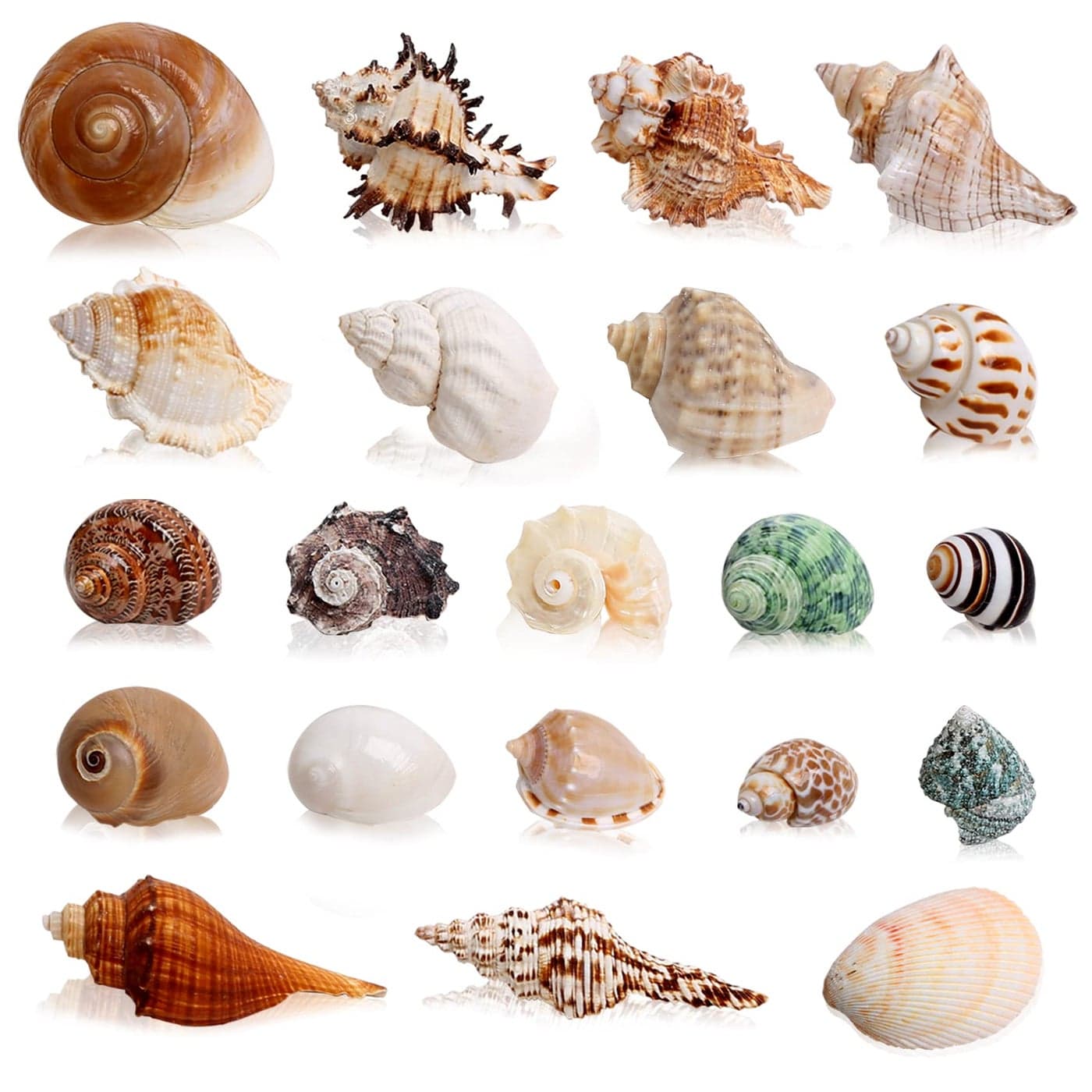 21PCS Hermit Crab Shells Large Medium Small Sea Conch Size 12 39 Opening Size 05 2 Growth Turbo Seashells for Natural Hermit Crab Supplies