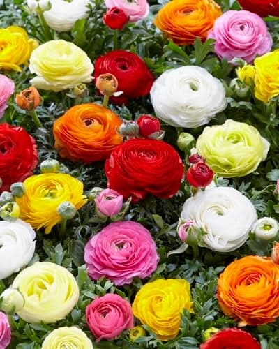 Mixed Peony Ranunculus Bulbs - 12 Large Size Corms for Vibrant Multi-Color Blooms, Ideal for Gardens and Bouquets