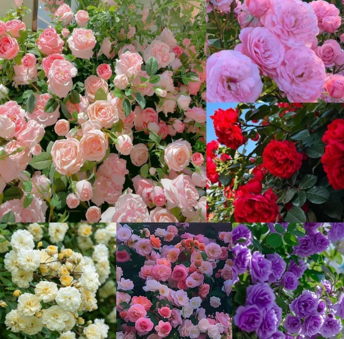 Ritz Farming® Climbing Rose Imported Flower Seeds for Your Home and Gardening Pack Of 80 To 100 seeds (COLORFUL)