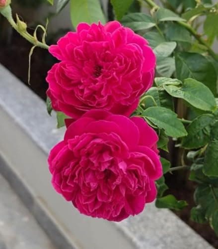 Ritz Farming® Climbing Rose Imported Flower Seeds for Your Home and Gardening Pack Of 80 To 100 seeds (DARK PINKISH)