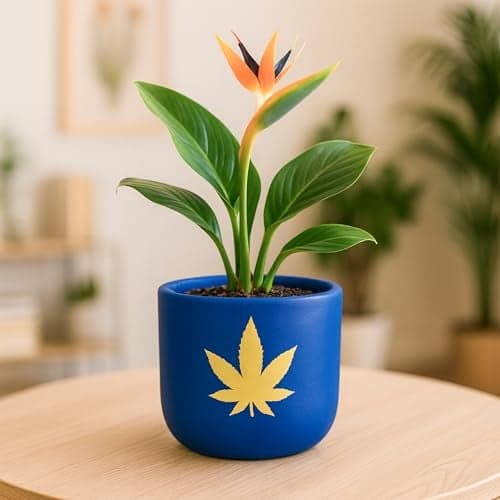Urban Plant Terracotta Pot with Wooden Saucer – Trendy Planter for Modern Home & Garden Spaces (Bluesphere Terracotta Pot - Royal Blue)