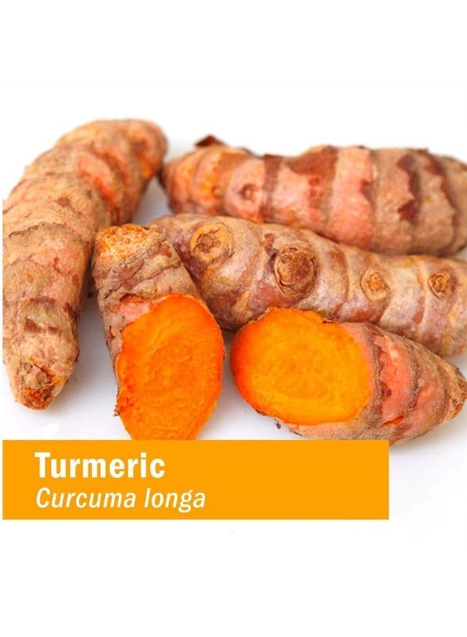 Certified Organic Turmeric Root Extract for Musculoskeletal System Support - 1 Ounce (DTURM01)