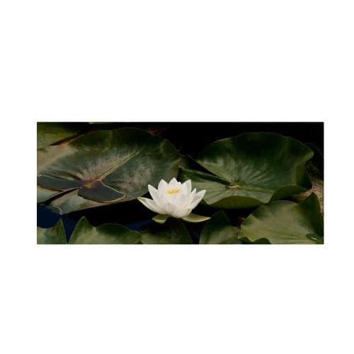 Trademark Fine Art "Zen Lily" Artwork by Kurt Shaffer, 10 by 24-Inch