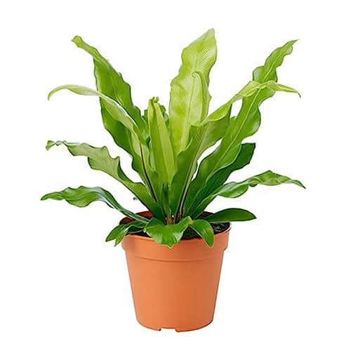 American Plant Exchange Bird’s Nest Fern – 6-Inch Pot – Live Easy Care Indoor Houseplant, Air-Purifying, Pet-Friendly Tropical Plant for Bathrooms, Bedrooms & Home or Office Décor