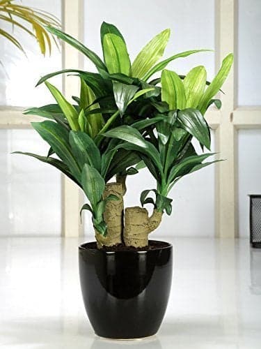 Fourwalls Artificial Bonsai Dracaena Plant with Ceramic Vase (Multicolour, 1 Piece)