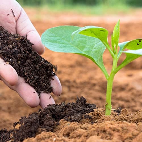 PLANTOGALLERY Soil & Fertilizers |Brown Leaf Mould Organic Granular Manure Fertilizer for Home Garden Plants (450gm)
