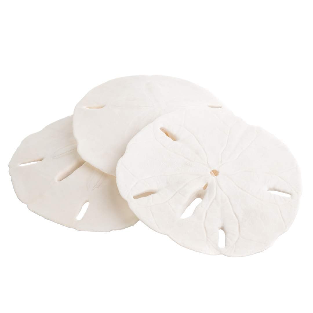 Sand Dollar Real Sand Dollars 3 to 3 12 Set of 3 Sand Dollar Shells Wedding Seashell Craft Plus Free Nautical eBook by Joseph Rains