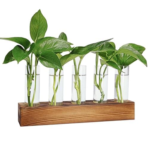 Renmxj Plant Propagation Station, Plant Terrarium with Wooden Stand, Plants Pots for Hydroponics, Small Birthday Gardening Gifts for Women Mom Plants Lovers Unique - 5 Glass Test Tubes Vases