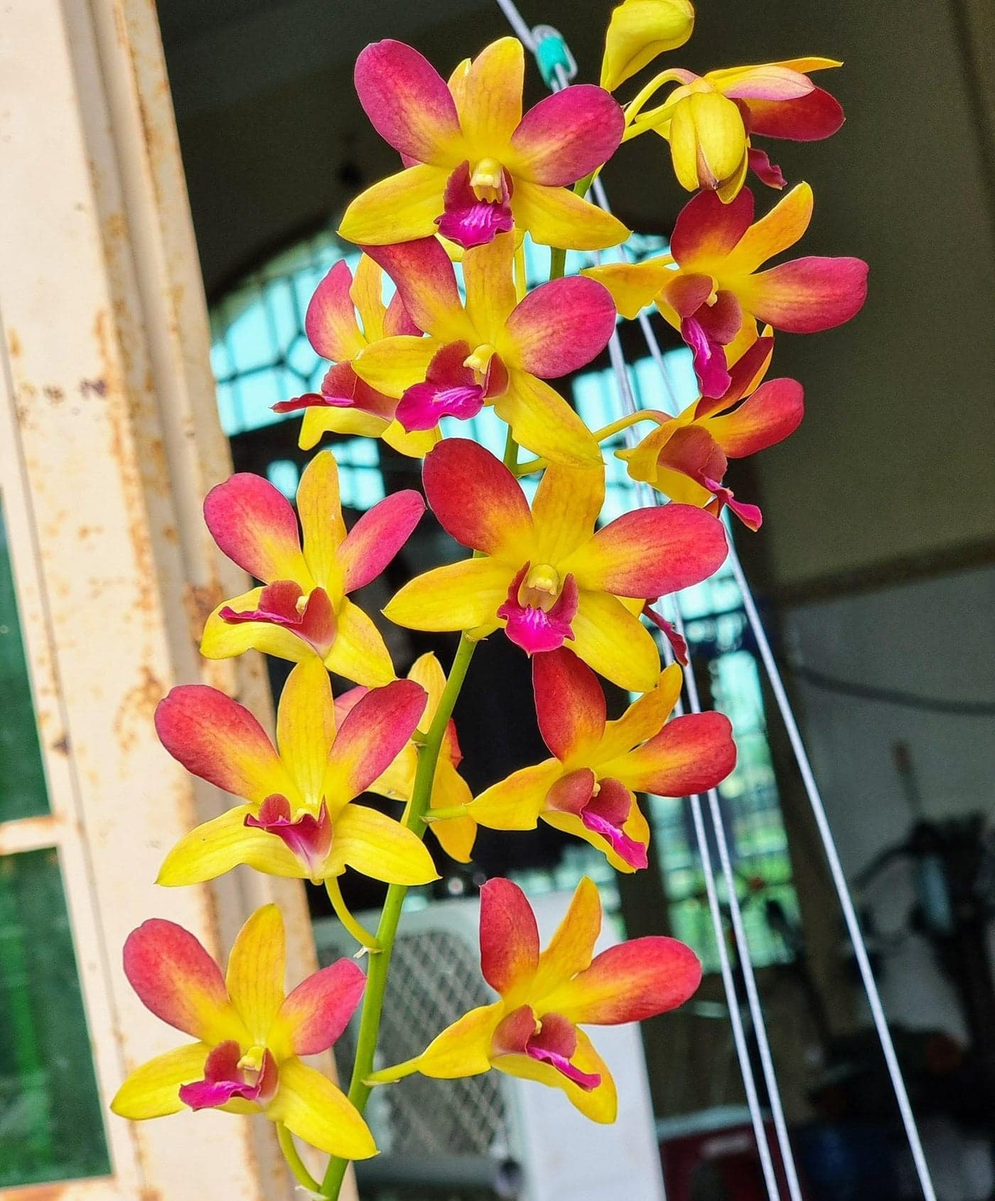 Florona Dendrobium Orchid Seedling Plants | Imported Thai Orchid plant For Indoor Garden (1 Helathy Live Plant Without pot) For home Garden | Easy to Care Orchids (Gift by God Brown)