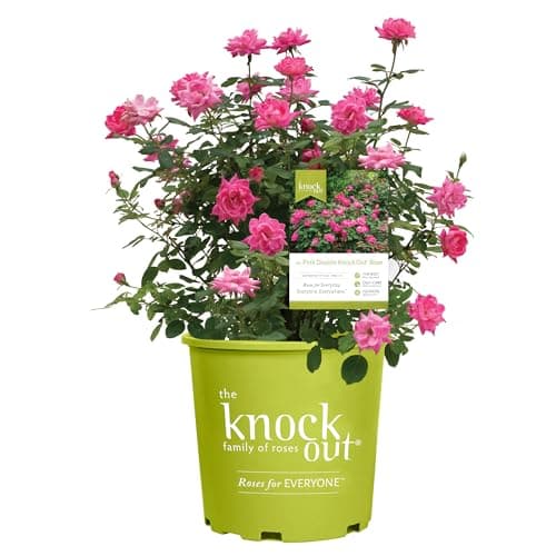Knock Out 2 Gal. Double Pink Rose Shrub