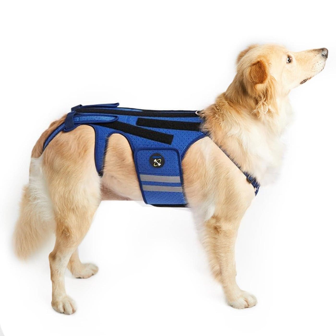 Dog Back Brace for Dogs Arthritis Pet Back Bracer for IVDD Back Protector Helps Pain Relief Surgical Recovery and Rehabilitation Dogs Back Disease Prevention BlueSmall