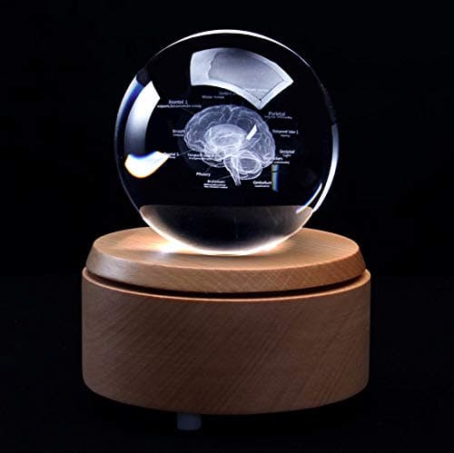3D Human Brain with Labels Anatomical Model PaperweightLaser Etched in Crystal Glass Ball Science Gift Included LED Base