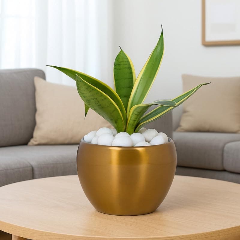 Amulya FARMS Snake Plant (Silver Hahnii) – Air Purifying Indoor Plant in Elegant Golden Metal Pot | Gifting Succulents Plant For Home Decor, Living Room and Office Decoration