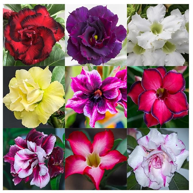 20 Desert Rose Seeds for Planting Mixed Color Ready to Grow Adenium Obesum Seeds Exotic Succulent Colorful Bonsai Plant Tropical Rose Flower Planting Non-GMO Heirloom
