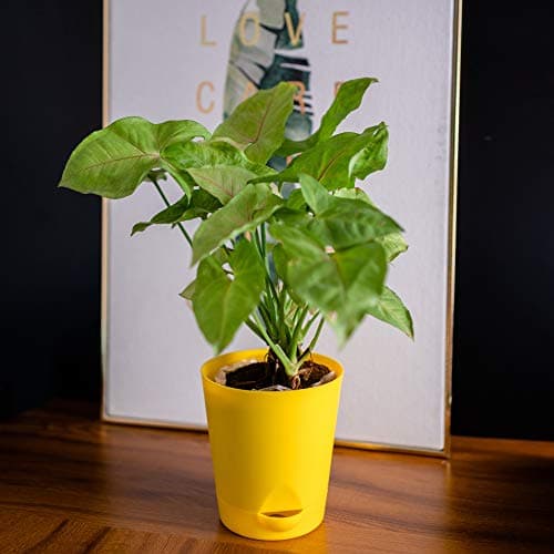 garbnoire Self Watering Planter Pot with Bottom Tray/Plate - (4 inch) Indoor Outdoor Balcony Plant Pot | Home Garden Office Flowering Container Cover | Living Room Decor (Yellow, 3)