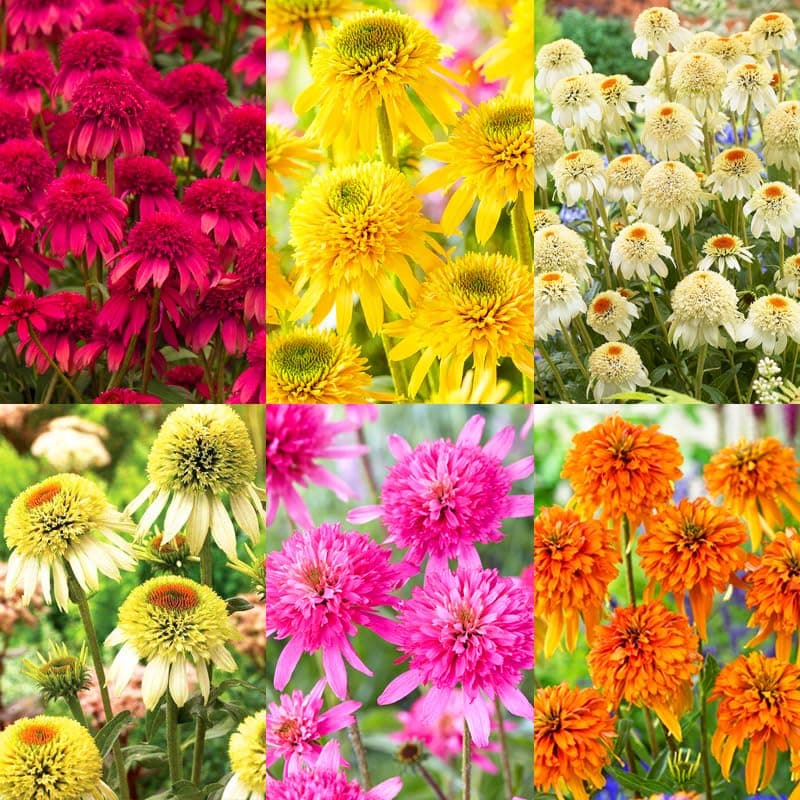 1000+ Echinacea Coneflower Seeds for Planting -Perennial Cone Flower Seeds Attracts Pollinators