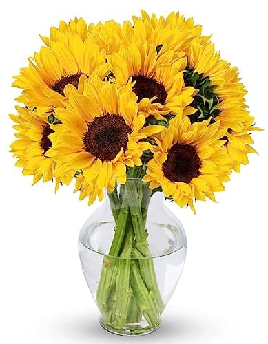 Benchmark Bouquets - 10 Stem Sunflowers (Glass Vase Included) - Fresh Flowers for Delivery - Gift for Graduation, Birthday, Anniversary, Sympathy, Get Well, Congratulations