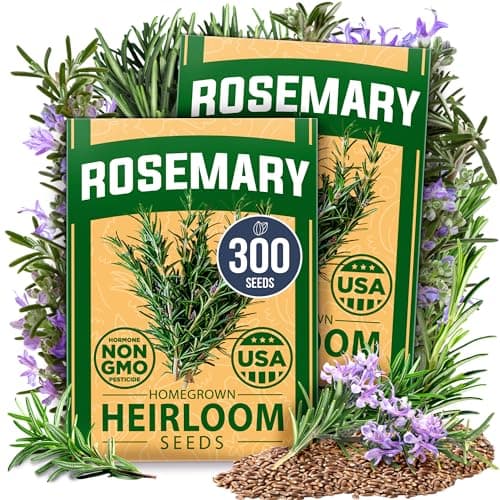 HOME GROWN Rosemary Seeds Pack - 300 High Germinating Heirloom Herb Seeds for Planting in Indoor or Outdoor Herb Gardens (Salvia rosmarinus)