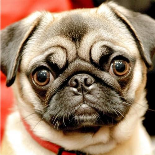pigpigboss Pug Animal Diamond Painting by Number Arts Dots Kit 12 x 12