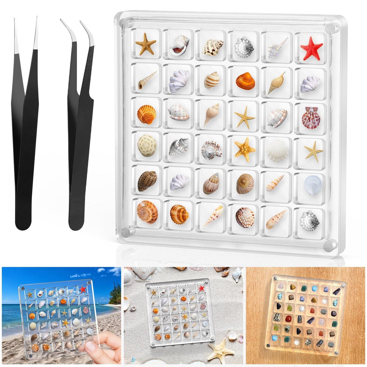 XANGNIER Acrylic Magnetic Seashell Display BoxClear Sea Shell Display BoxBeach Magnet Storage Organizer Case for Seashell Diamond Beads36 GridsTransparent1 Pack