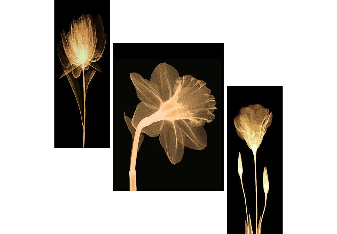 SAF paintings Set of 3 Preety Brown Flower UV Textured MDF Home Decorative Gift Item Floral Painting 12 Inch X 18 Inch