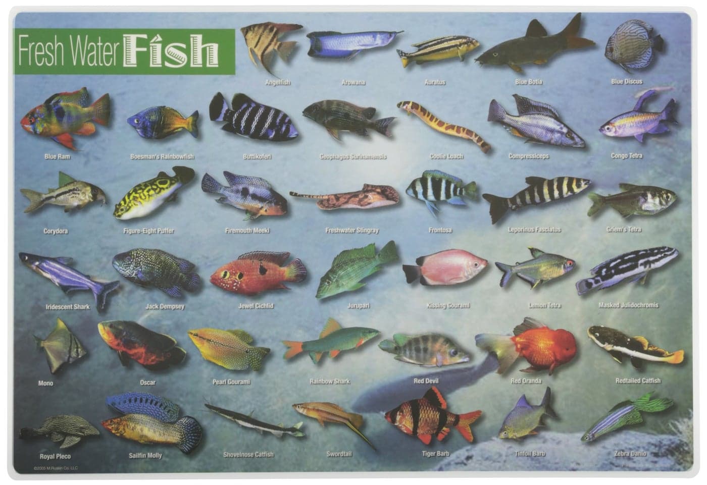 Painless Learning Freshwater Fish Placemat 12 x 17 1/2 inches