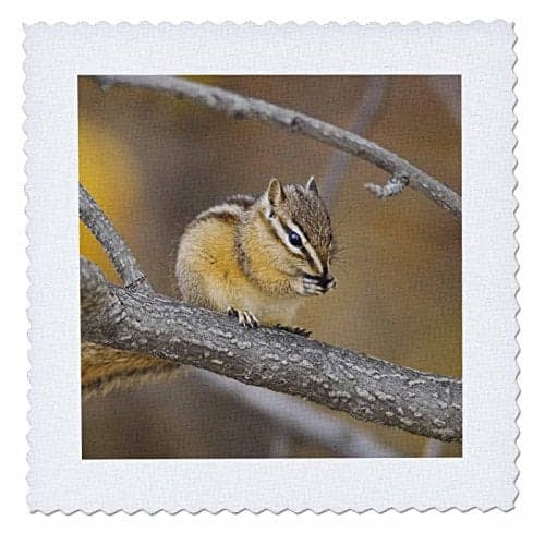 3dRose qs_84534_1 Least Chipmunk Wildlife, Grand Teton NP, Wyoming - NA02 RNU0655 - Rolf Nussbaumer - Quilt Square, 10 by 10-Inch
