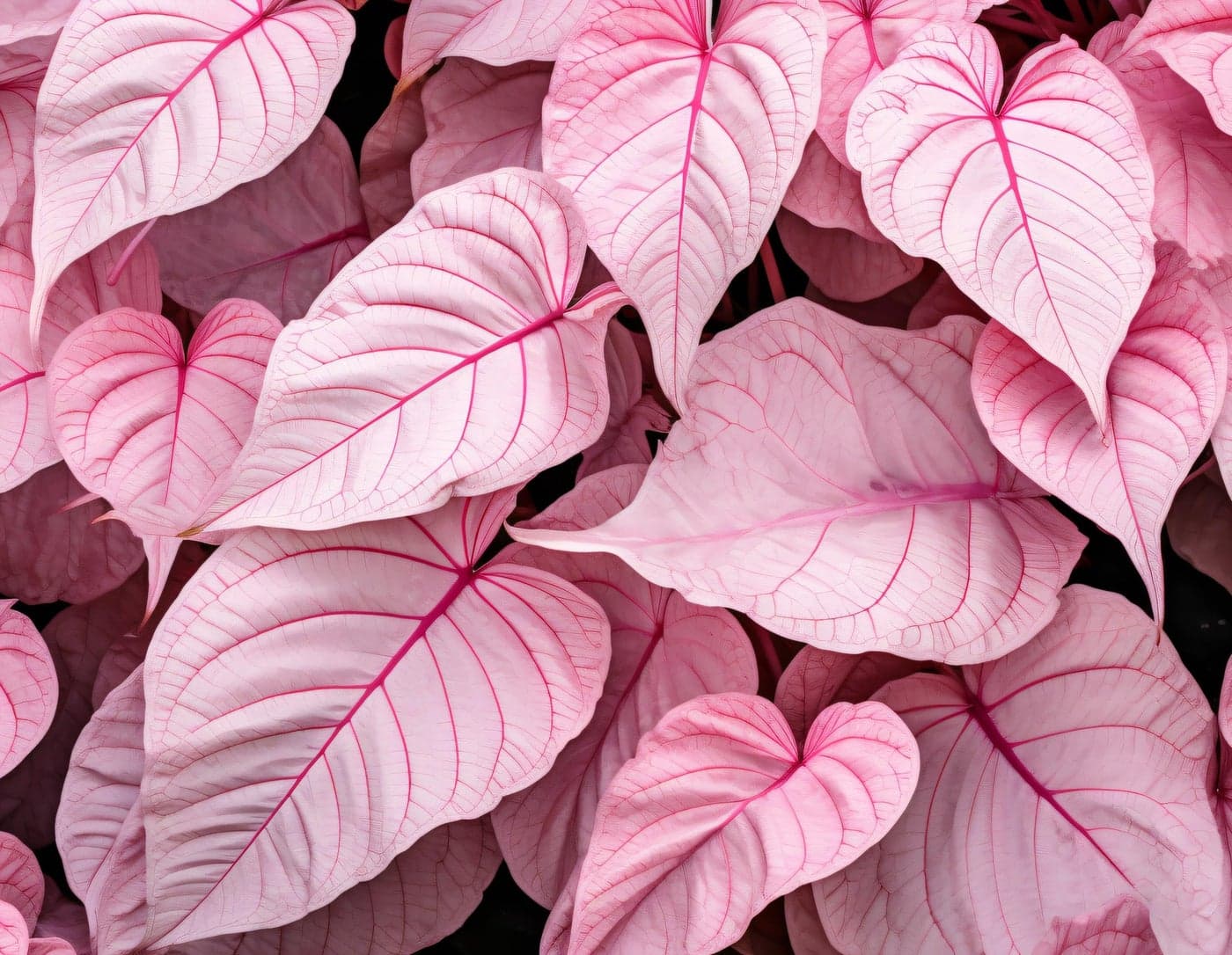 6 Pinky Swear Caladium Bulbs for Planting - Perennial Hosta, Elephant Ears, Fancy (6 Bulbs)