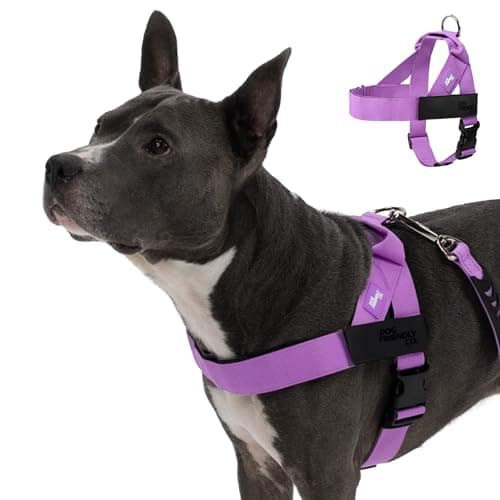 Dog Friendly Co. Dog Harness | Chafe Resistant Webbing, Adjustable Neck & Chest, and Heavy Duty D-Ring | Sturdy, Comfortable, Easy to Use | Purple, Size L