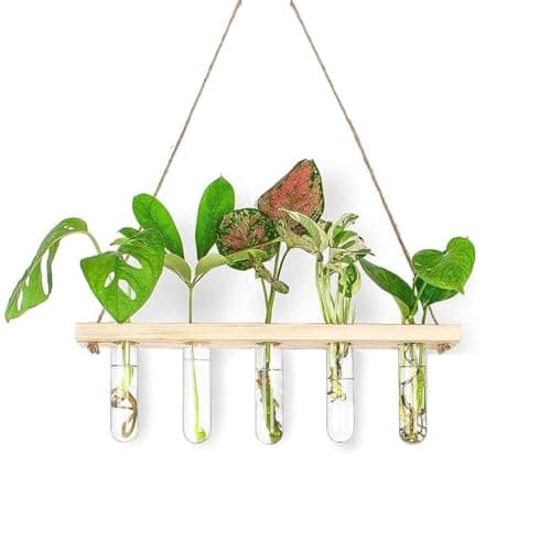 ecofynd 1-Tier Wall Hanging Test Tube Planter with Wooden Holder, Air Planter Glass Vase Holder with 5 Test Tube, Home Decor Hydroponic Plant Stand for Living Room, Office (TTP005)