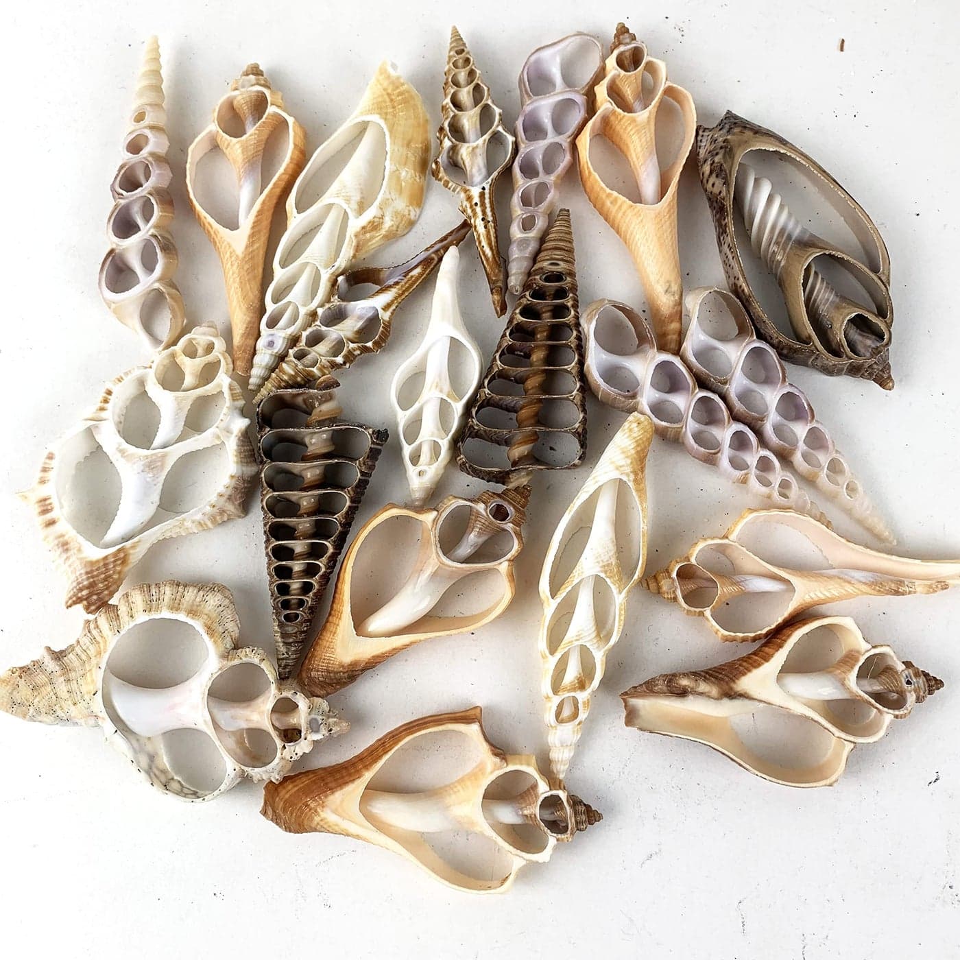 Worlds 20pc Assorted Center Cut Sea Shells 23 Inch