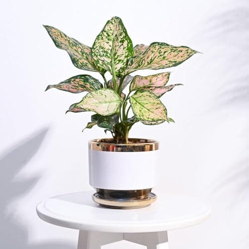 UGAOO Aurelius Round Ceramic Pot |Indoor Ceramic Planter for Home, Office, Garden, Balcony - White (5 Inch)