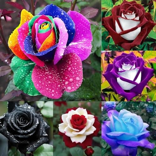 ROYAL LAND Mixed Multicolored Rose Seeds for Planting Outdoor-Perennial Flowers 40 Seeds pack Create Colorful Rose Garden Home