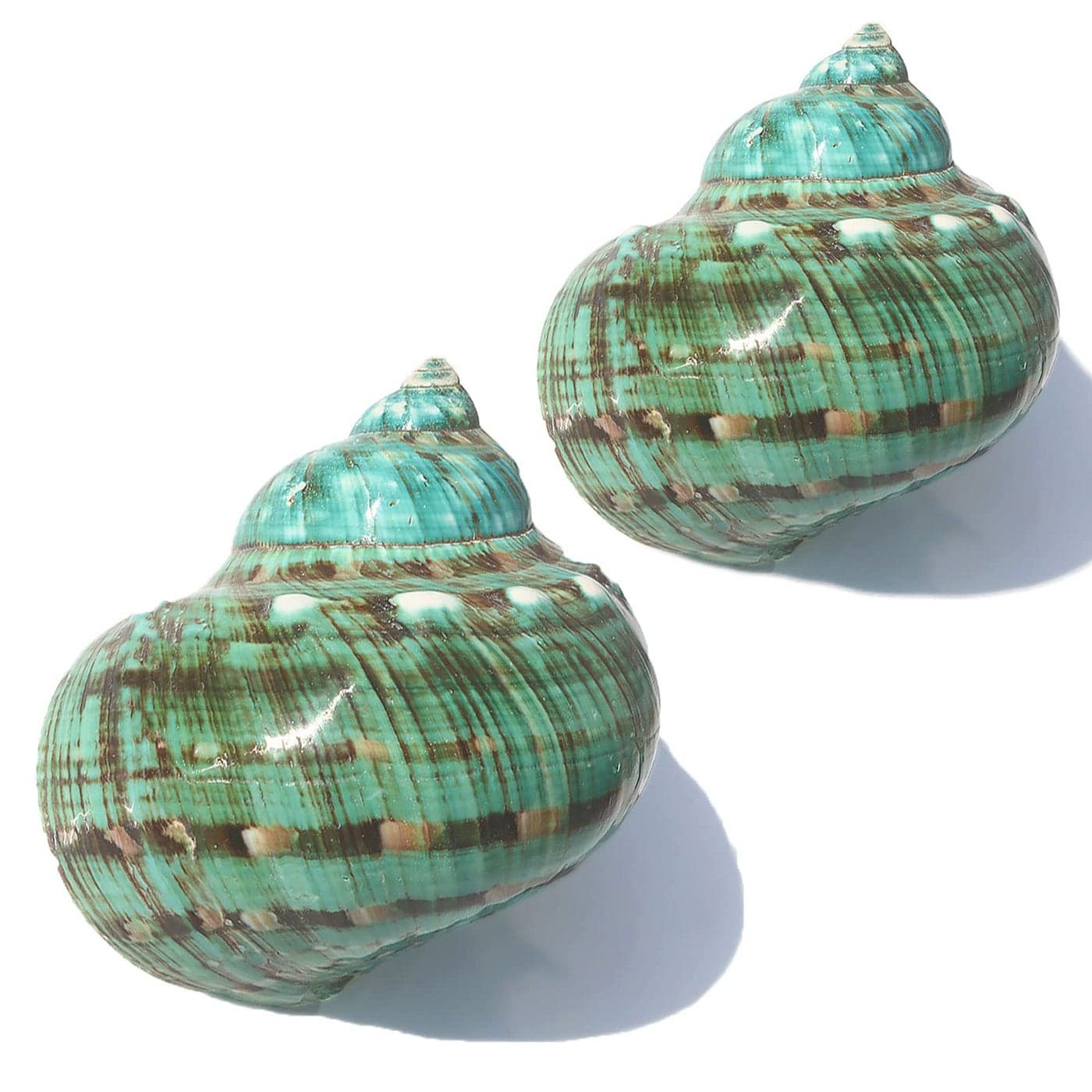 SINKOO Large Conch Shell 2PCS 445 Natural Seashells for Hermit Crab Fish Tank Wedding Decor Beach Theme Party Home DecorationsDIY Crafts
