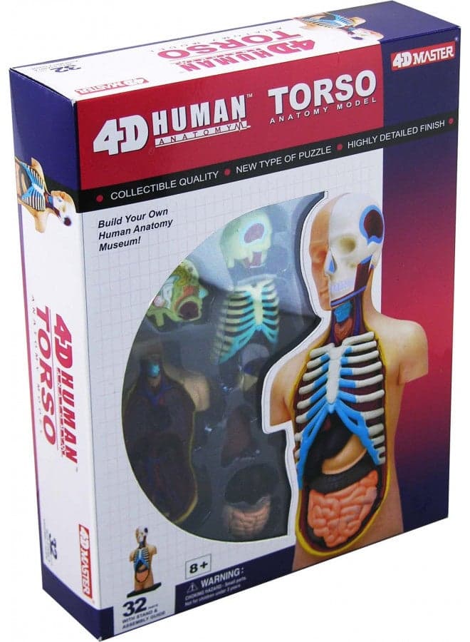 4D Vision Human Anatomy Torso Model