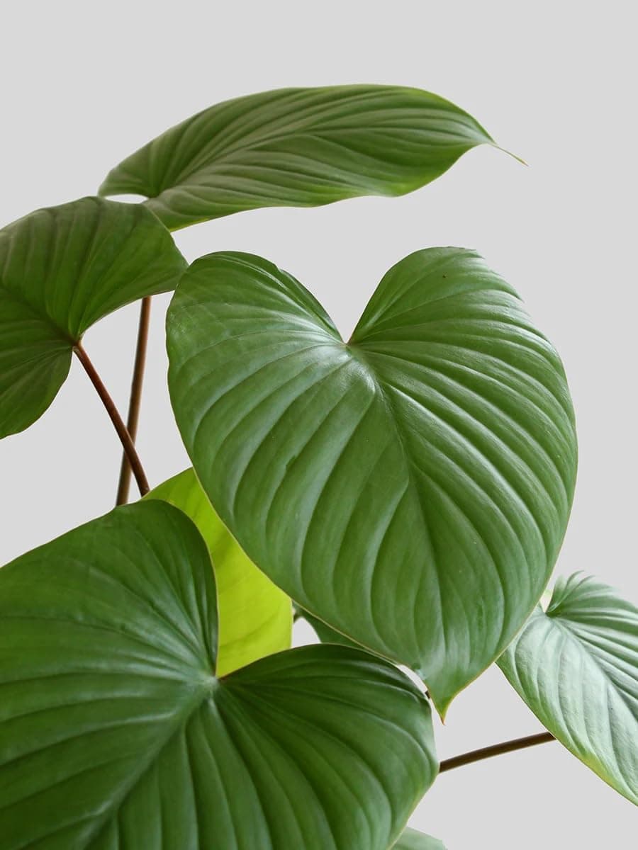 The Four Seasons Homalomena Sunshine | Air Purifying | Rare Natural Live Plant in Pot