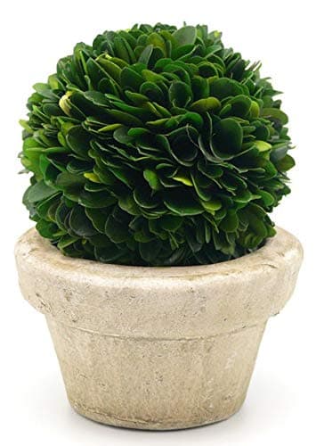 Serene Spaces Living Preserved Boxwood Ball with Small Pot Boxwood in Planters Preserved Plant for Boxwood Table Decor Boxwood Centerpiece Measures 55 Tall 4 Diameter Single