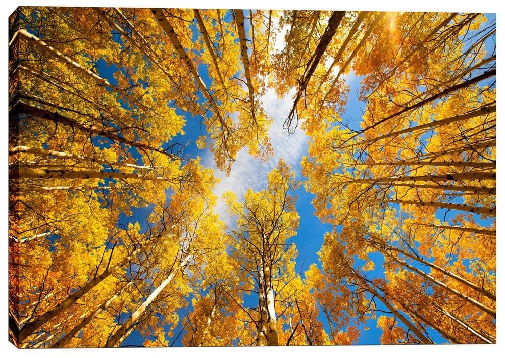 Epic Graffiti Towering Aspens by Darren White Canvas Wall Art 12 x 18