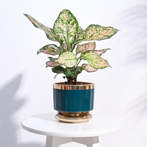 UGAOO Aurelius Round Ceramic Pot |Indoor Ceramic Planter for Home, Office, Garden, Balcony - Dark Teal (5 Inch)